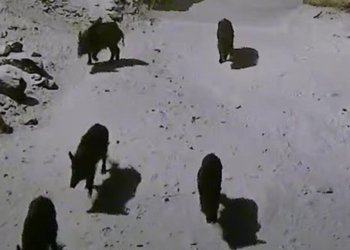 Yaban domuzları köye indi