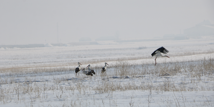 Yüksekova leyleklere ev sahipliği yapıyor