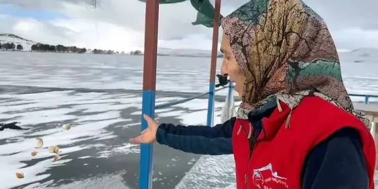 Yüzeyi buz tutan Çıldır Gölü'nde avlanamayan kuşları elleriyle besliyor