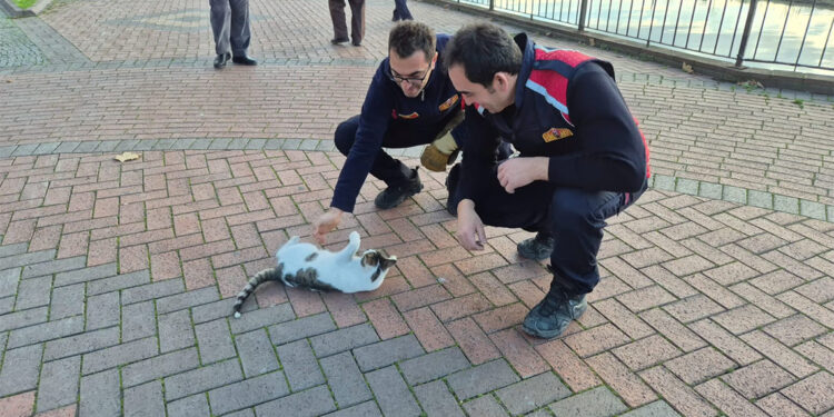 1 ayda 3'üncü kez çaya düşen kediyi itfaiye kurtardı