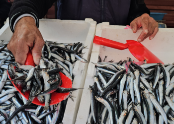 Zonguldak'ta hamsi 75 liraya tezgahlarda yerini aldı