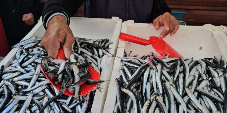 Zonguldak'ta hamsi 75 liraya tezgahlarda yerini aldı