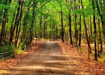 Belgrad Ormanı imara mı açılıyor?