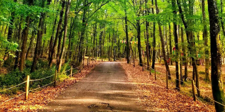 Belgrad Ormanı imara mı açılıyor?