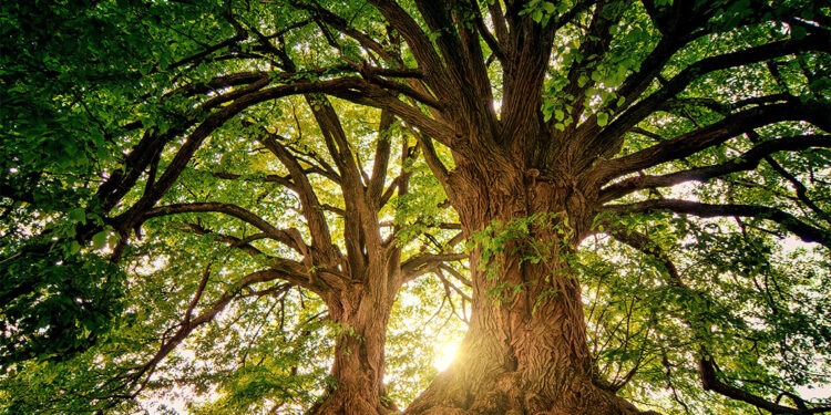 Çamlıca Köyü: Bir Parça Arnavutya Türkiye'de