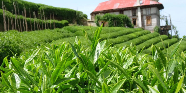 Yaş çay üretimi kış mevsiminde de sürüyor