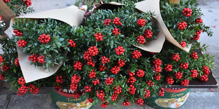 Kokinaya talep arttı