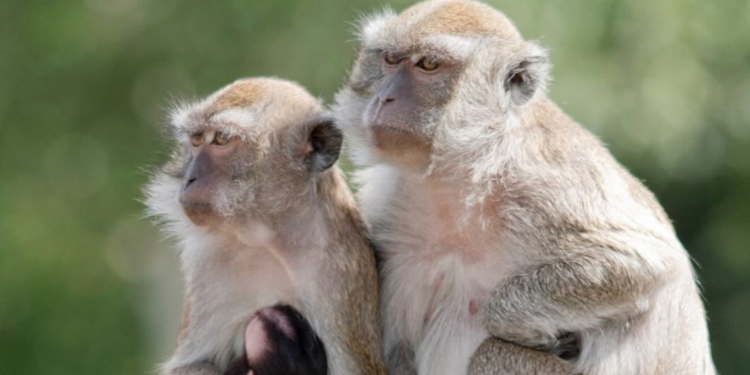 ABD'de araştırma tesisinden kaçan 43 maymun yakalandı