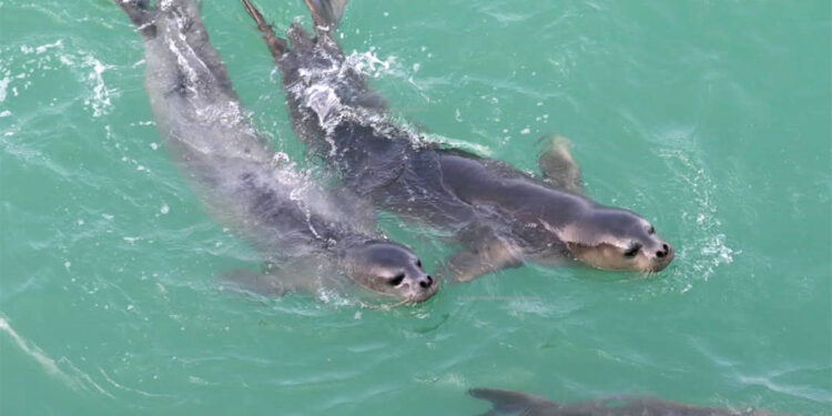 Akdeniz foklarının yuvası iki mağaraya zincirli koruma
