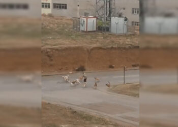 Ankara’da başıboş köpek sürüsünün saldırısına uğradı
