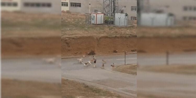 Ankara’da başıboş köpek sürüsünün saldırısına uğradı