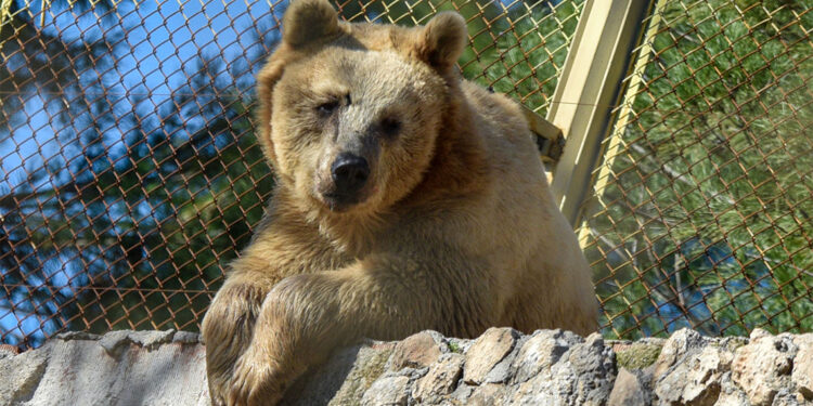 Bozayı ailesi kış uykusuna yatmıyor