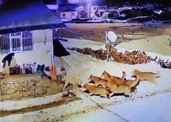 Kurt sürüsüne çoban köpeği karşı koydu
