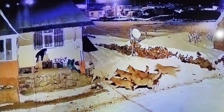 Kurt sürüsüne çoban köpeği karşı koydu