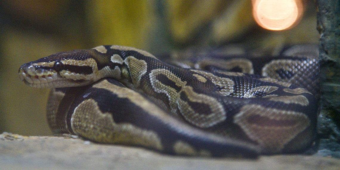 Antalya Doğal Yaşam Parkı'nda geçen yıl 1171 hayvan tedavi edildi