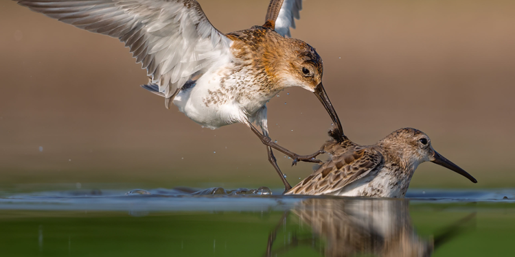 Antalya'da kuş gözlem turizmi
