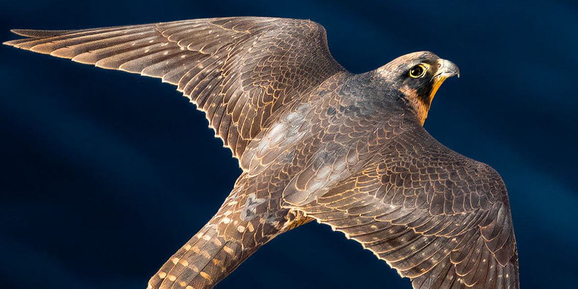 Antalya'da kuş gözlem turizmi