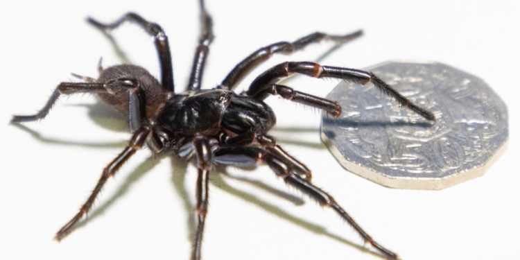 Avustralya'da yeni bir örümcek türü keşfedildi