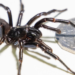 Avustralya'da yeni bir örümcek türü keşfedildi