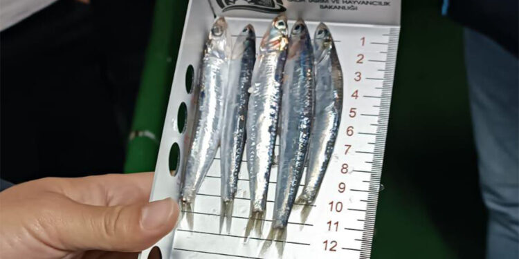 'Hamsinin yasal boyu' için denetim yapıldı