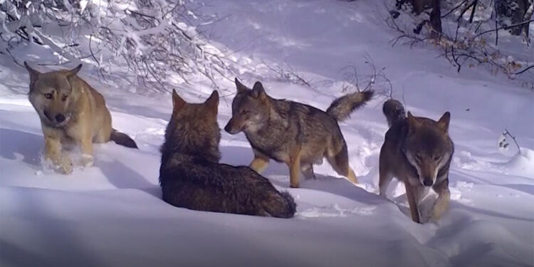 Kurt sürüsü fotokapanla görüntülendi