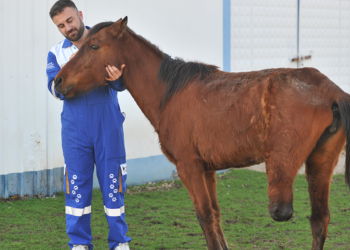 Bacağı ampute edilen at, yaşamını 3 ayakla sürdürüyor