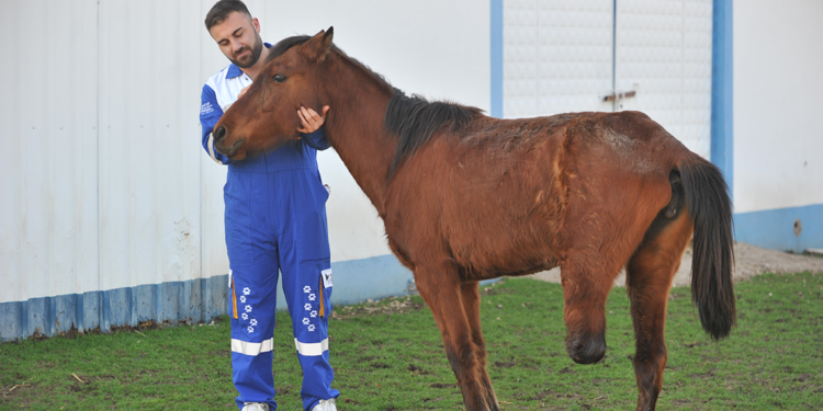 Bacağı ampute edilen at, yaşamını 3 ayakla sürdürüyor