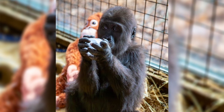 Bakanlık, yavru gorile isim arıyor