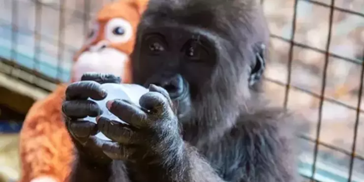 Bakanlık, yavru gorile isim için anket başlattı