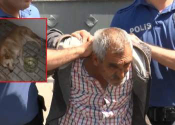 Bakırköy'de köpeğe istismarda şüphelisine 1 yıl 6 ay hapis cezası