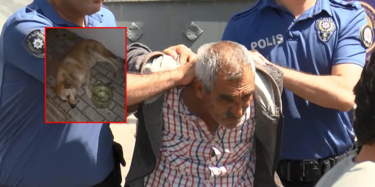 Bakırköy'de köpeğe istismarda şüphelisine 1 yıl 6 ay hapis cezası