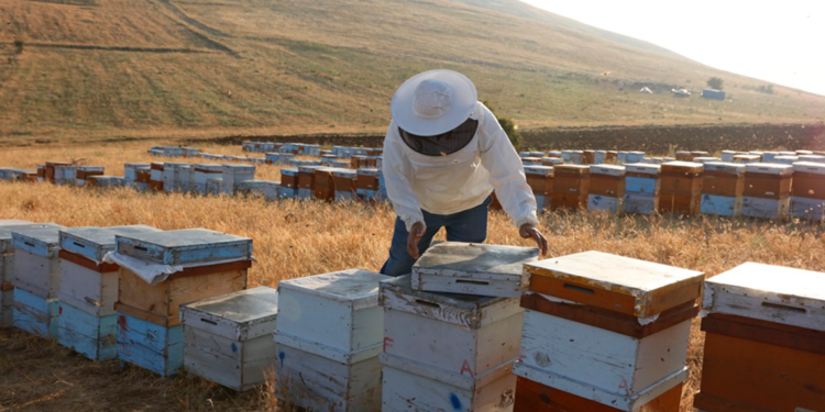 Balparmak Arıcılık Akademisi, 7 bin arıcıya ulaştı
