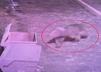 Barınaktan kaçan bozayı, termal kameralarla aranıyor