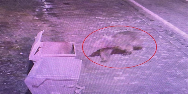 Barınaktan kaçan bozayı, termal kameralarla aranıyor