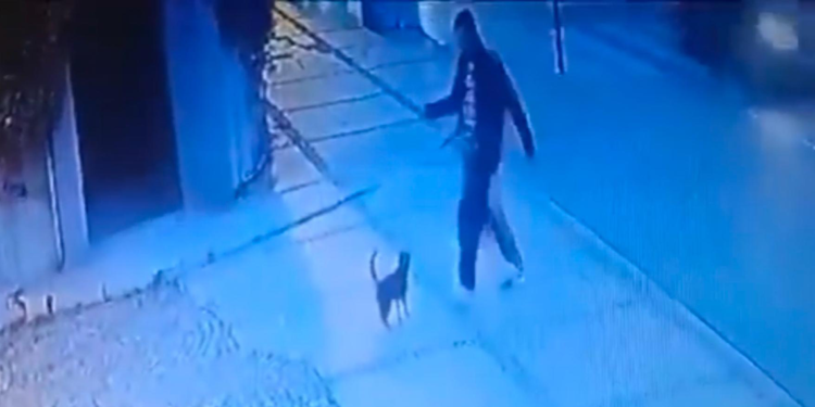 Beşiktaş'ta kediyi tekme atarak yaralayan şüpheli yakalandı