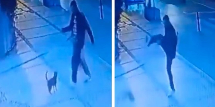 Beşiktaş'ta kediyi tekme atarak yaralayan şüpheliye ev hapsi cezası 