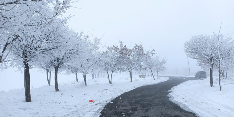 Bitlis'te ağaçlar kırağı tuttu