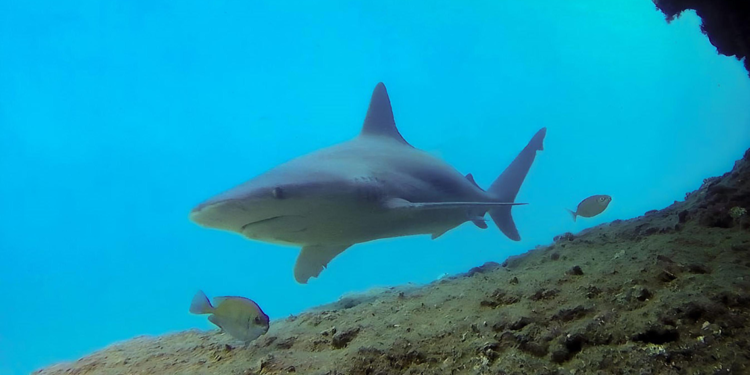 Boncuk Koyu, kum köpek balıklarına ev sahipliği yapıyor