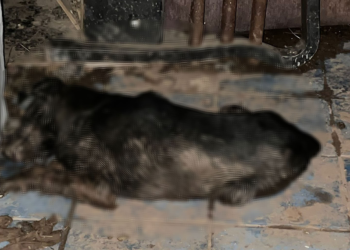Bursa'da 6 köpek ile 1 kedi zehirlenmiş halde bulundu