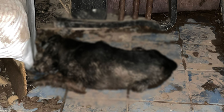 Bursa'da 6 köpek ile 1 kedi zehirlenmiş halde bulundu