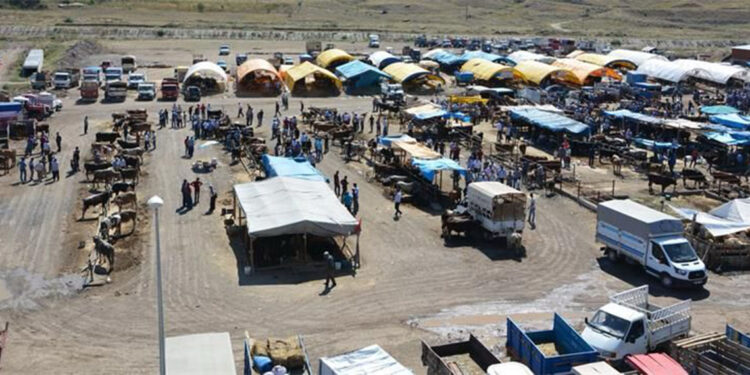 Çankırı'da şap hastalığı nedeniyle hayvan pazarları kapatıldı