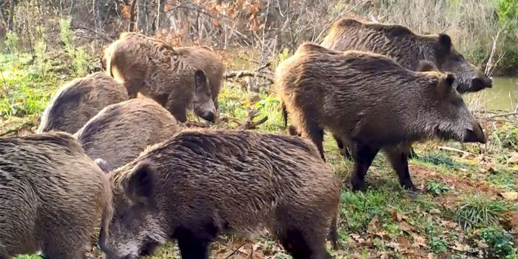 Fotokapanlara yakalanan hayvanlar gülümsetti