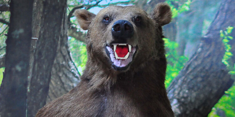 25 yabani hayvanın tahnit edilerek sergilendiği müze hizmete açıldı