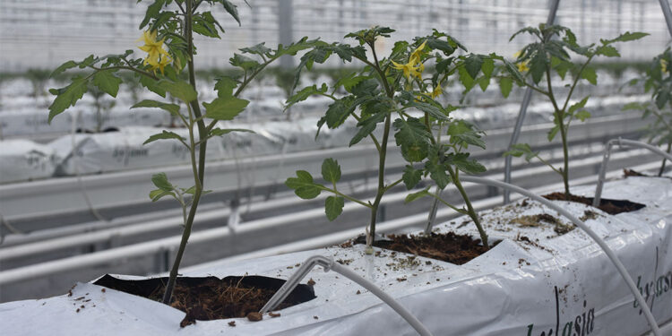 Sivas'ın en büyük cam serası 'örnek' olacak