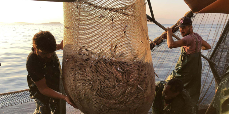 Deniz soğumadı, Marmara Denizi'nde beklenen lüfer akını olmadı