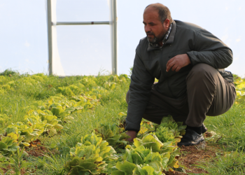 Derecik'teki seralarda geçen yıl 780 ton sebze yetiştirildi