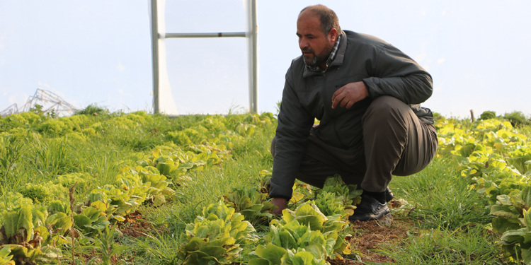 Derecik'teki seralarda geçen yıl 780 ton sebze yetiştirildi