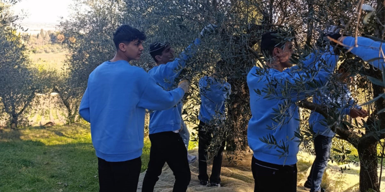 Derik'in tarım öğrencileri, İtalya’da zeytincilik eğitimi alıyor