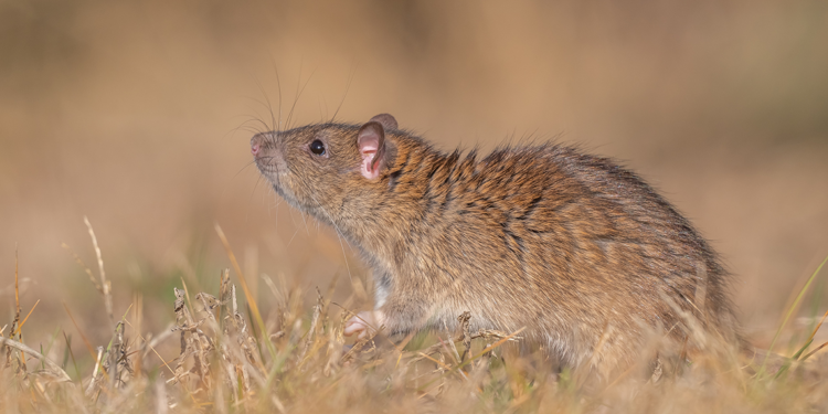 Diyarbakır'da görülen 'göçmen sıçan' tehlikesi