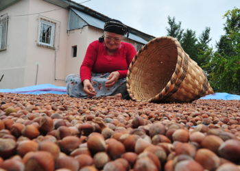 Doğu Karadeniz'de ihracatta yüzde 27 artış